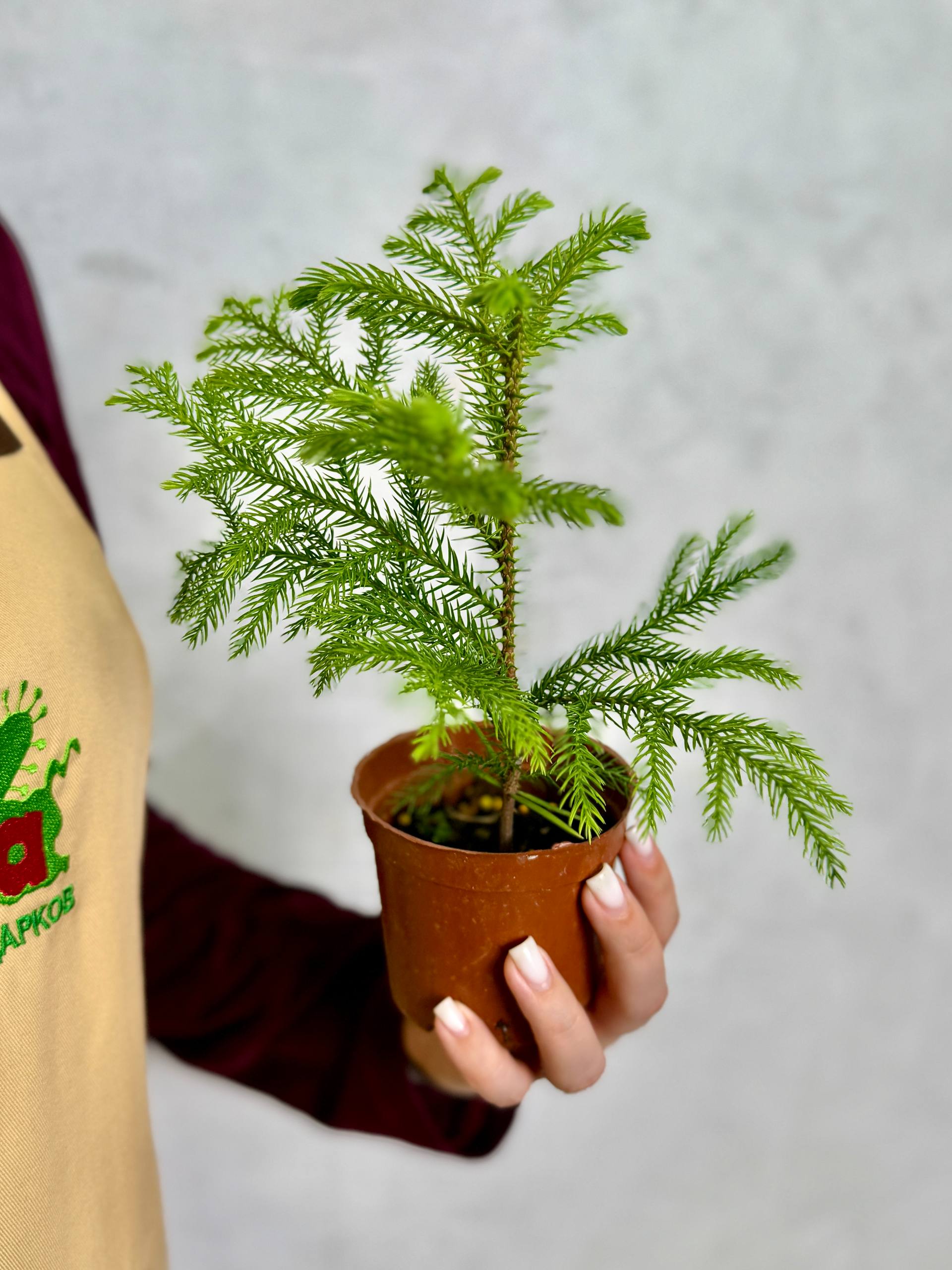 Араукария Разнолистная (Araucaria Heterophylla) D9см