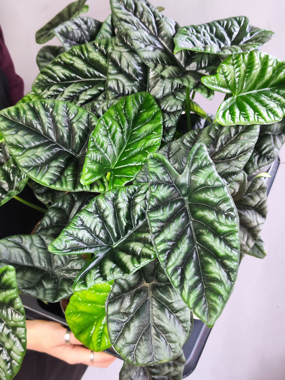 Алоказия Синуата (Alocasia Sinuata) D11см
