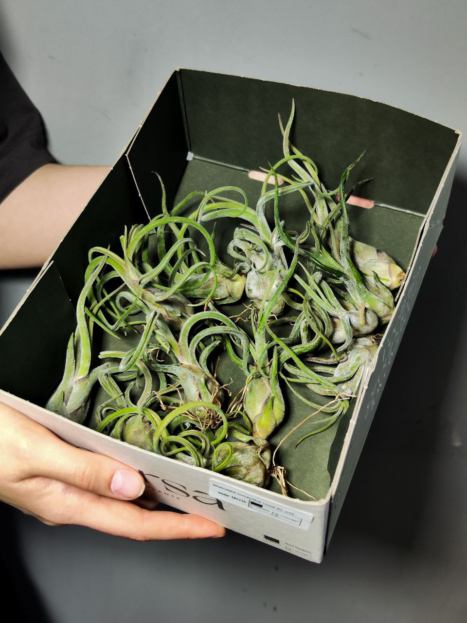 Тилландсия Голова Медузы Мини (Tillandsia Caput Medusae Mini)