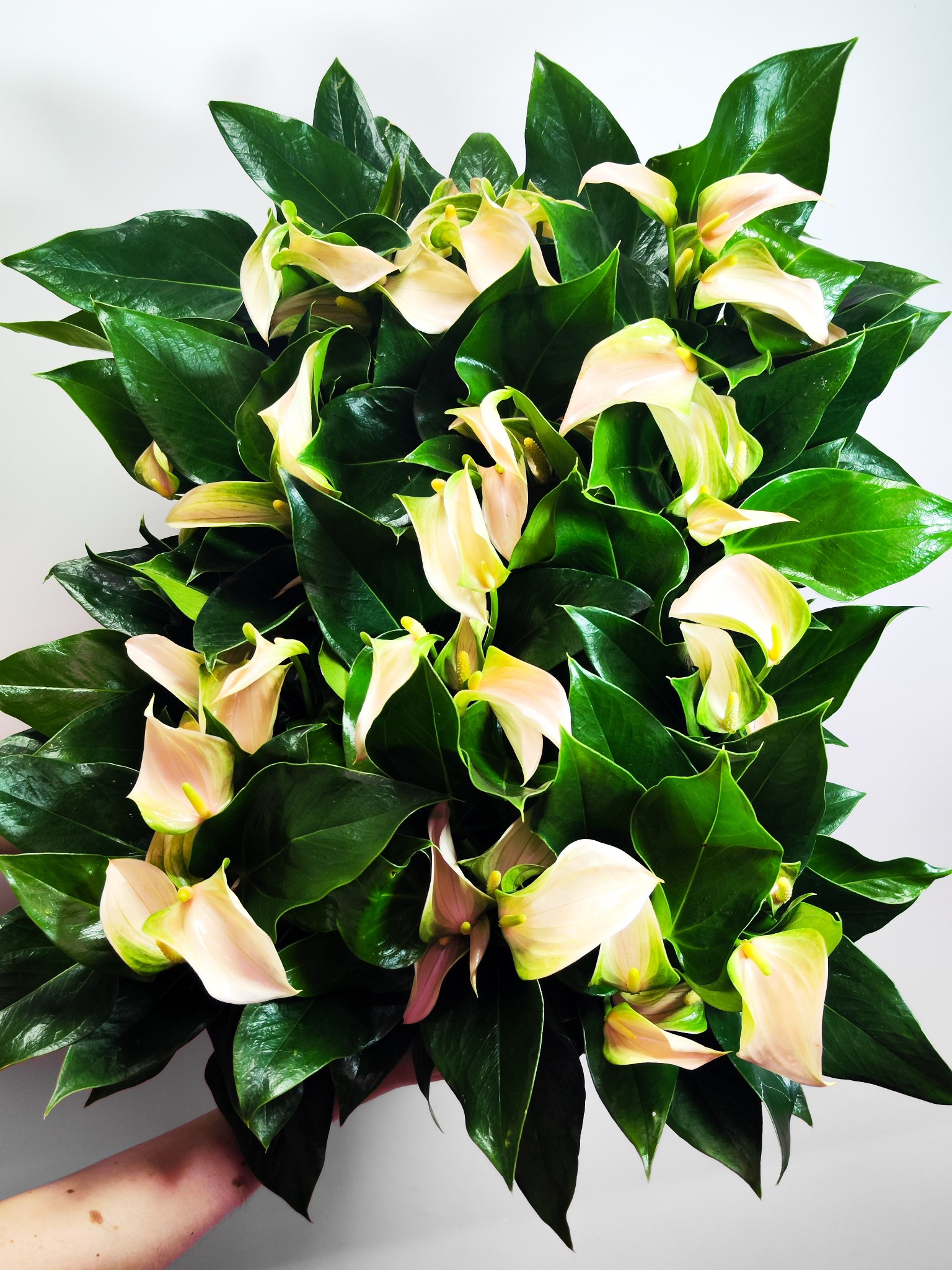 Антуриум Андреанум Джоли Пич (Anthurium Andreanum Joli Peach) D9см