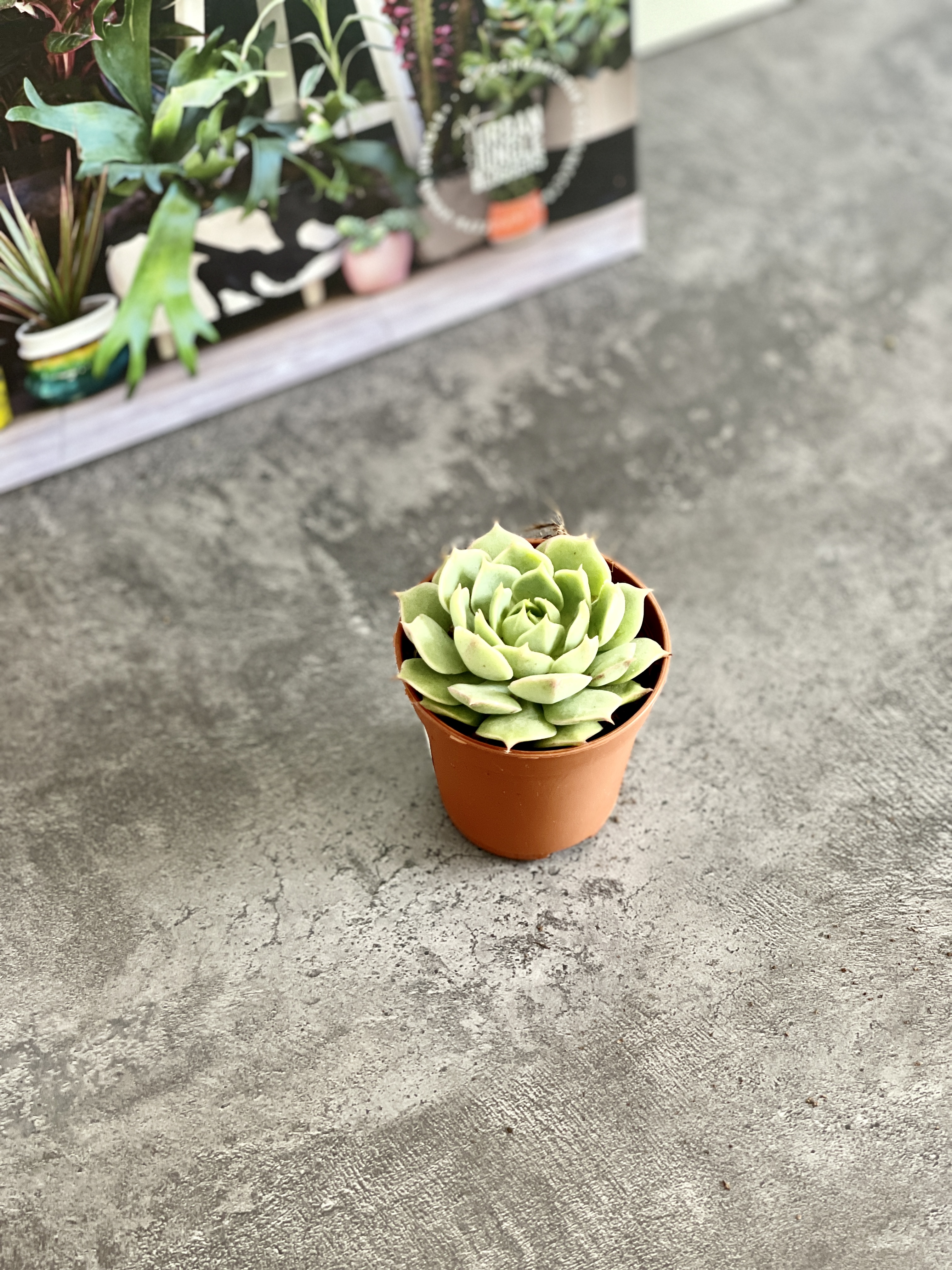 Эхеверия Рамилетте (Echeveria Ramilette) D5см