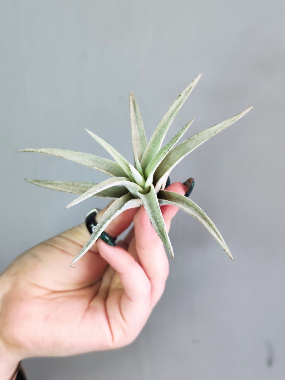 Тилландсия Капитата Пинч (Tillandsia Capitata Peach)