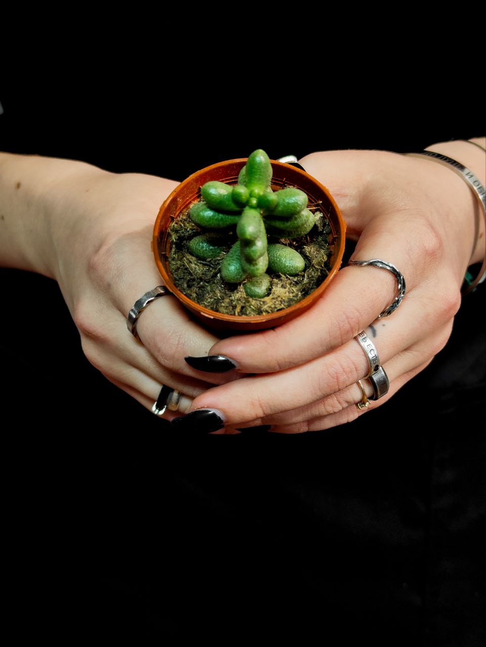 Седум Хернандеса (Sedum Hernandezii) D5см