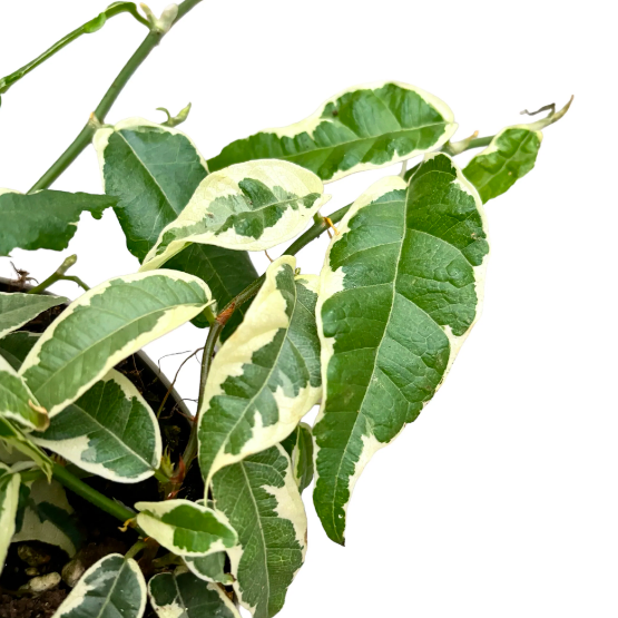 Фикус Радиканс Вайт (Ficus Radicans White) D12см