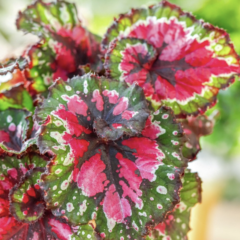 Бегония Макарена (Begonia Rex Macarena) D12см