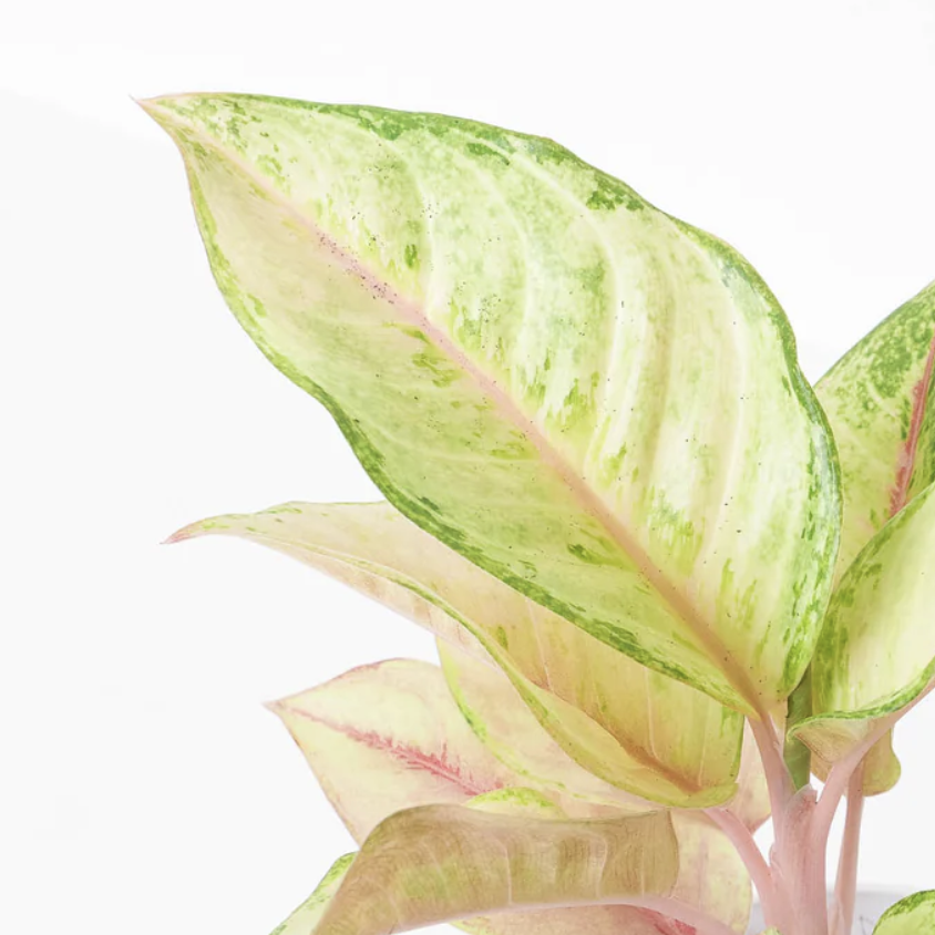 Аглаонема Корн Силк (Aglaonema Corn Silk) D12см