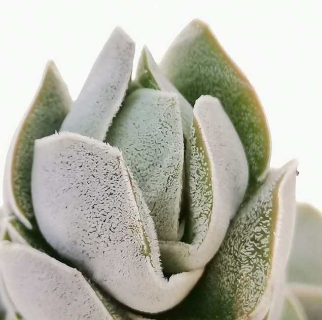 Крассула Айвори Пагода (лат. Crassula Ivory Pagoda) D8см