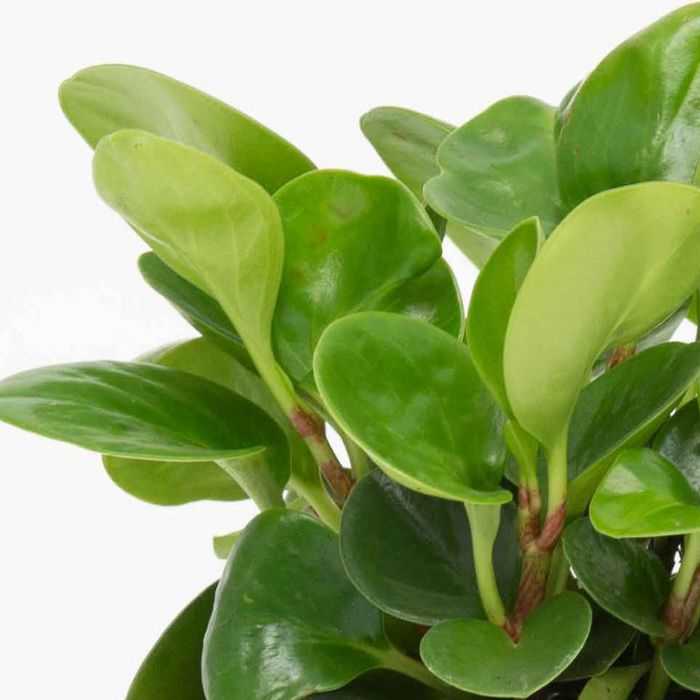 Пеперомия Туполистная Зеленая (Peperomia Obtusifolia Green) D5см