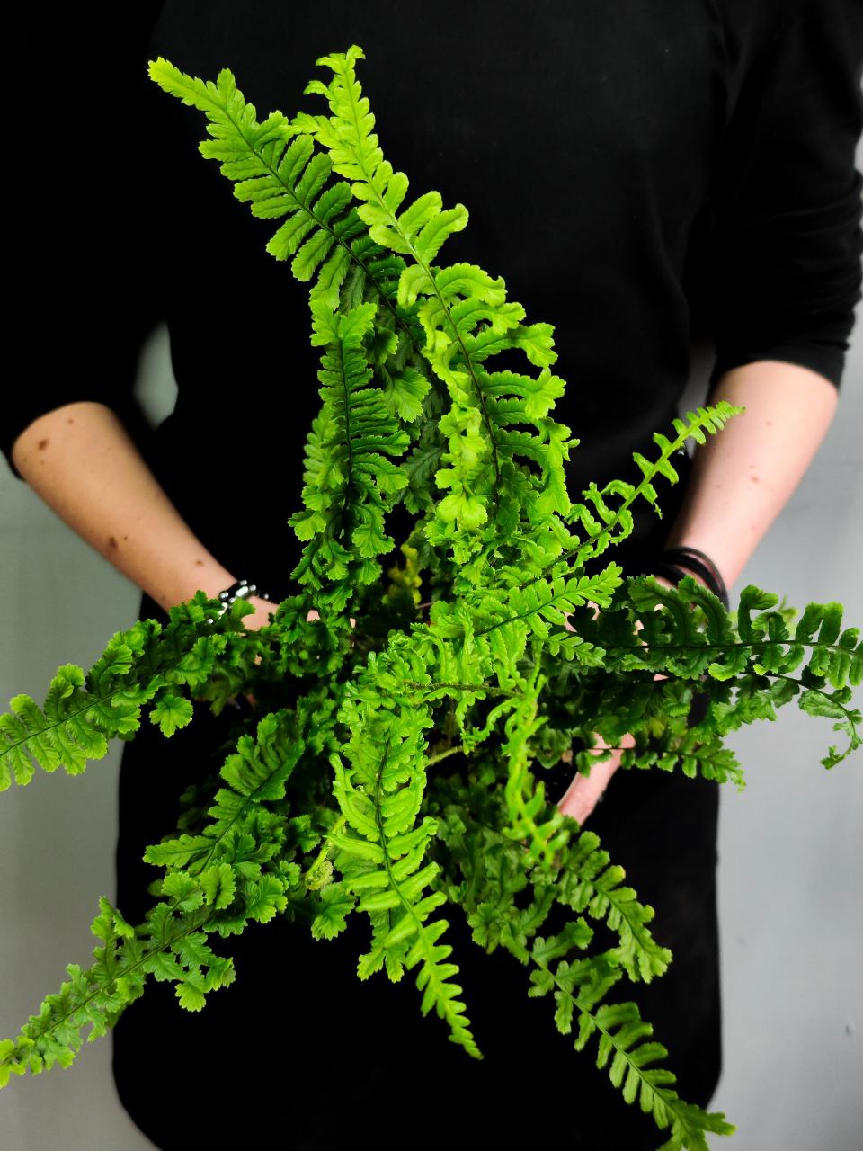 Папоротник Щитовник Родственный «Кристата Кинг» (Dryopteris Affinis The King) D12см