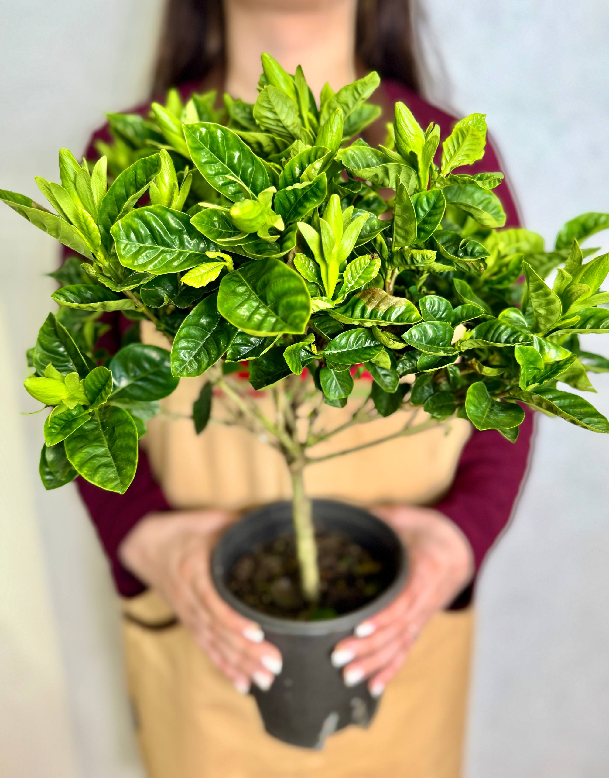 Гардения Жасминовидная (Gardenia Jasminoides) D15см