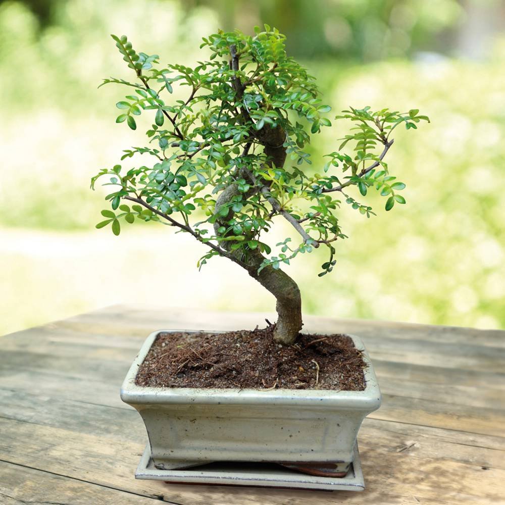 Бонсай Зантоксилум, Желтодревесник Извилистый (Bonsai Zanthoxylum)