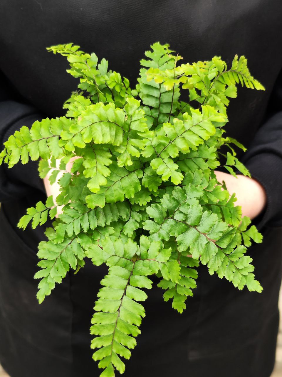 Адиантум Хиспидилум (Adiantum Hispidulum) D8,5см