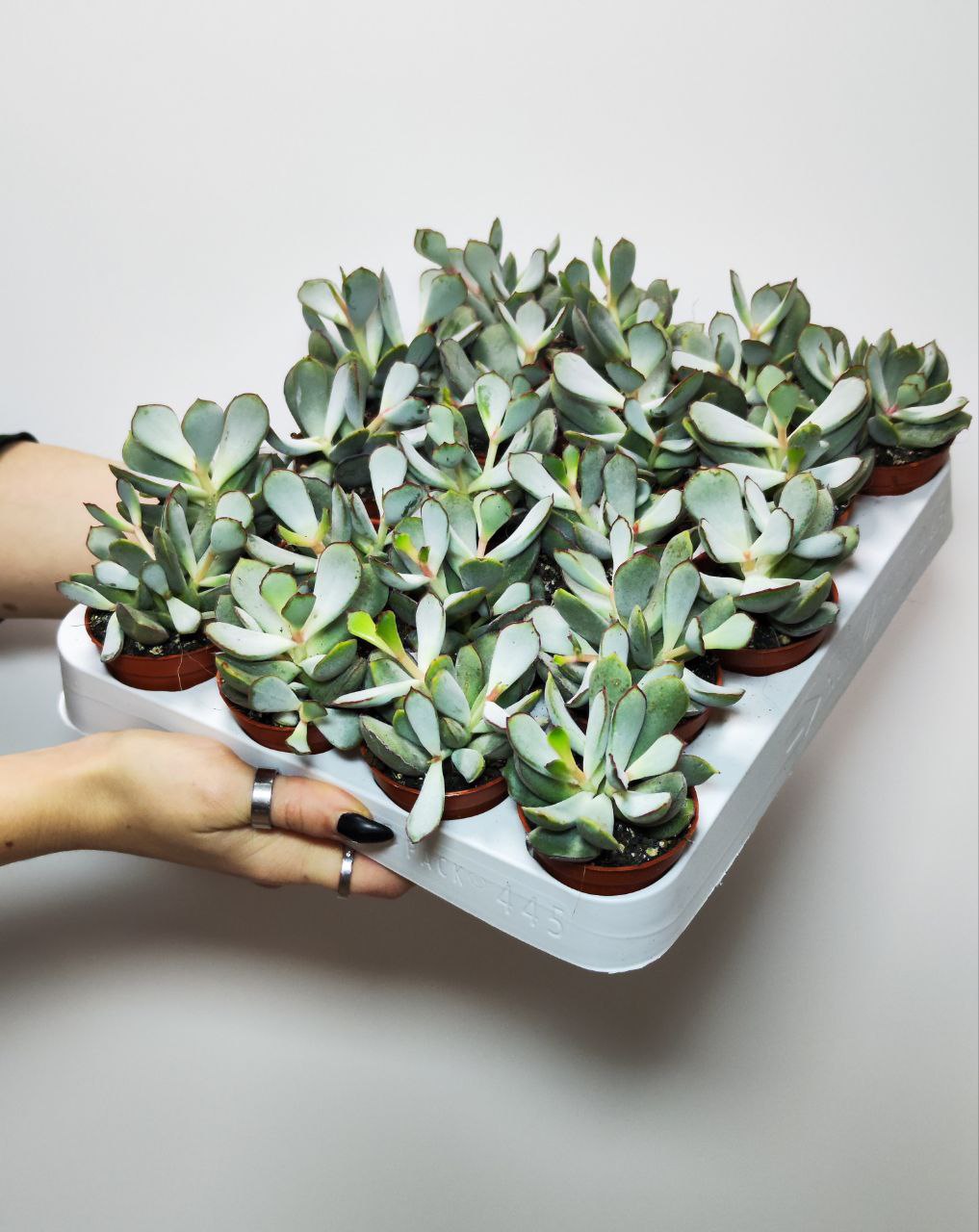Котиледон Орбикулата Гибридный (Cotyledon Orbiculata Hybride) D5см