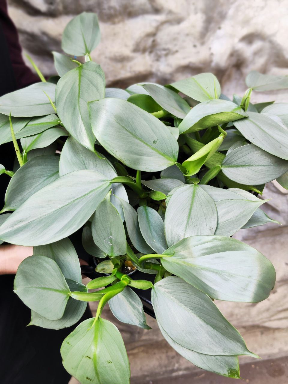 Филодендрон Сильвер Квин (Philodendron Silver Queen) D6см