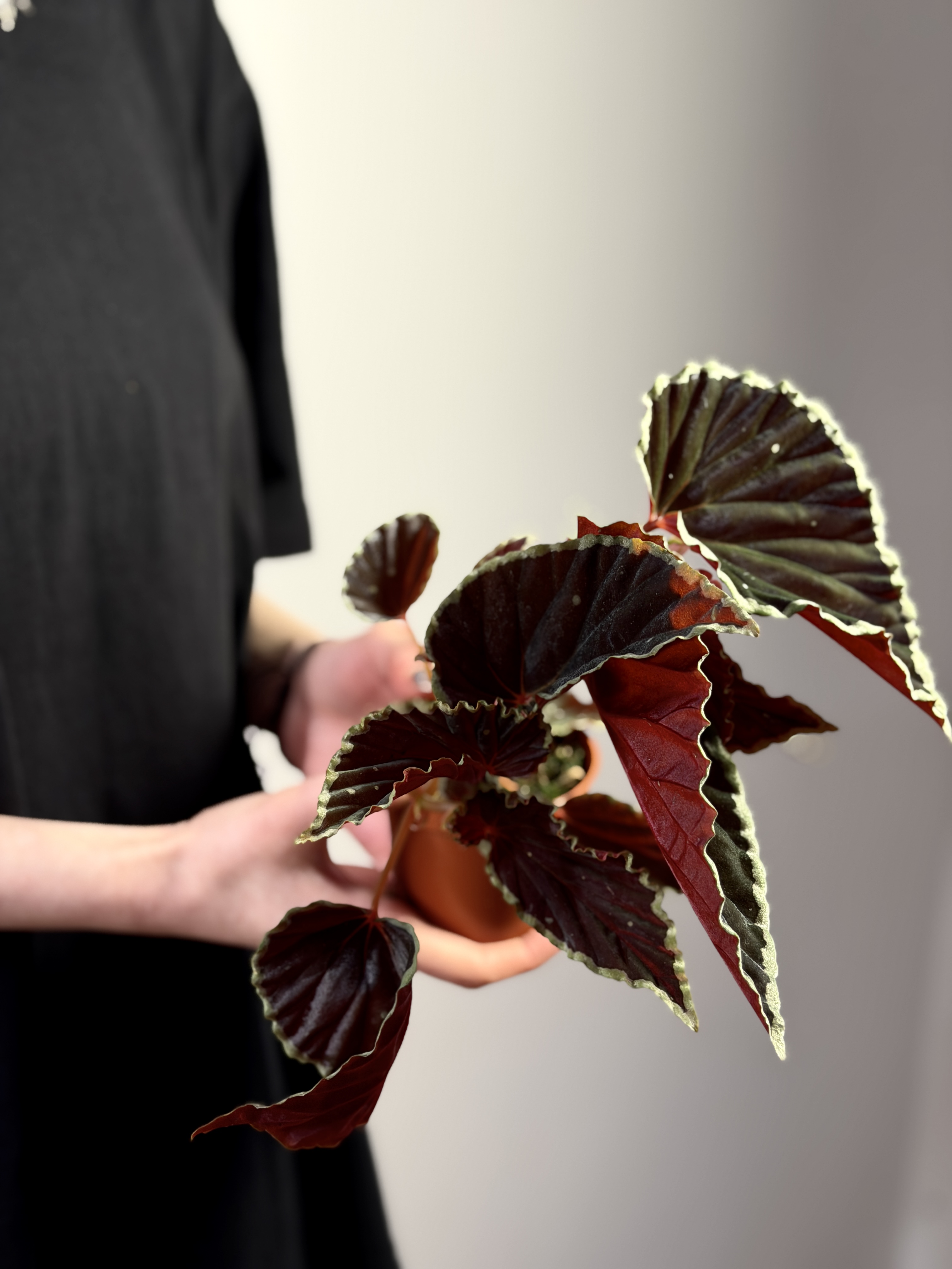 Бегония Дарт Вейдер (Begonia Darthvaderiana) D8см