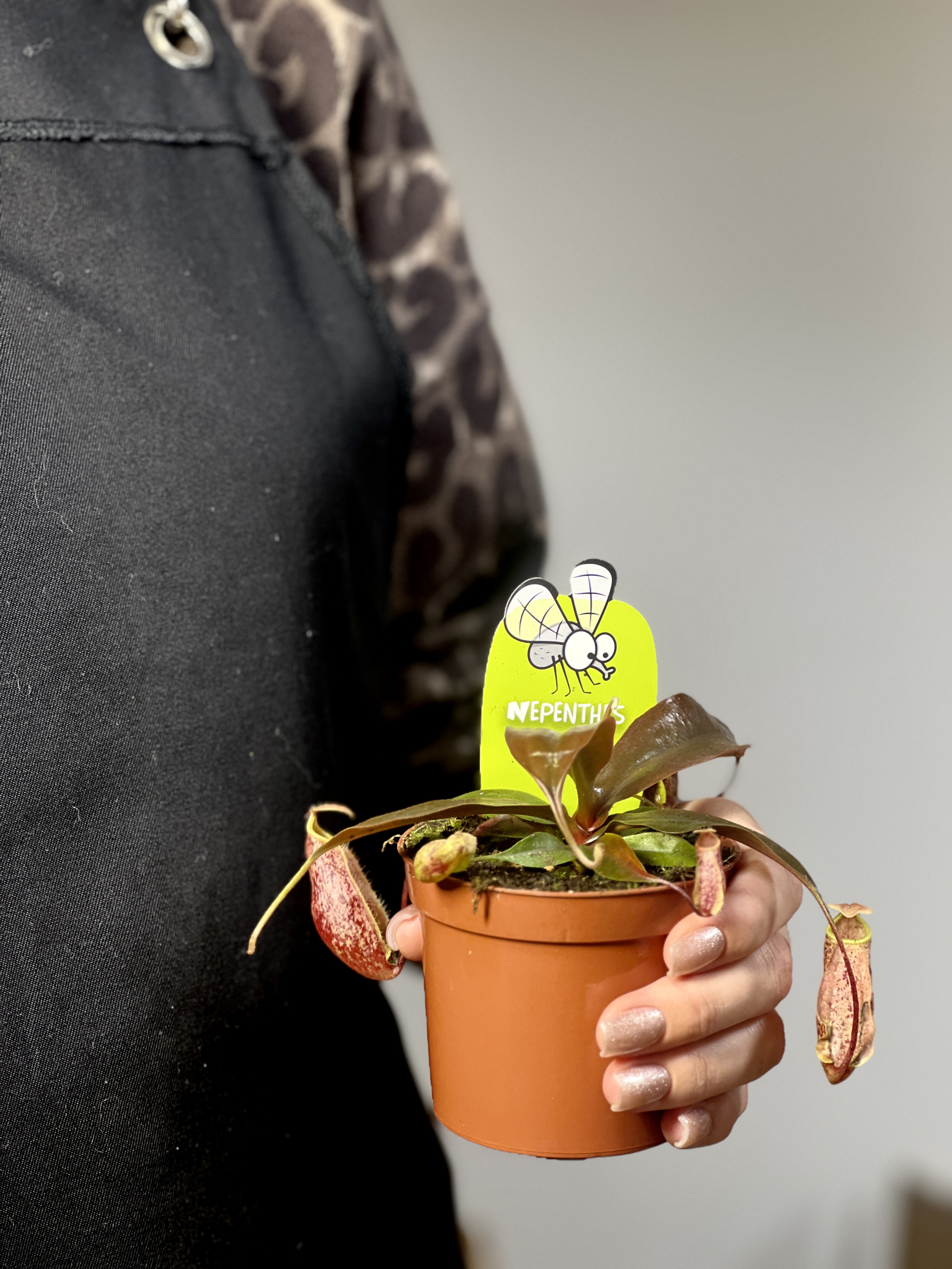 Непентес Суки, или Непентес Сюки (Nepenthes Suki) D9см