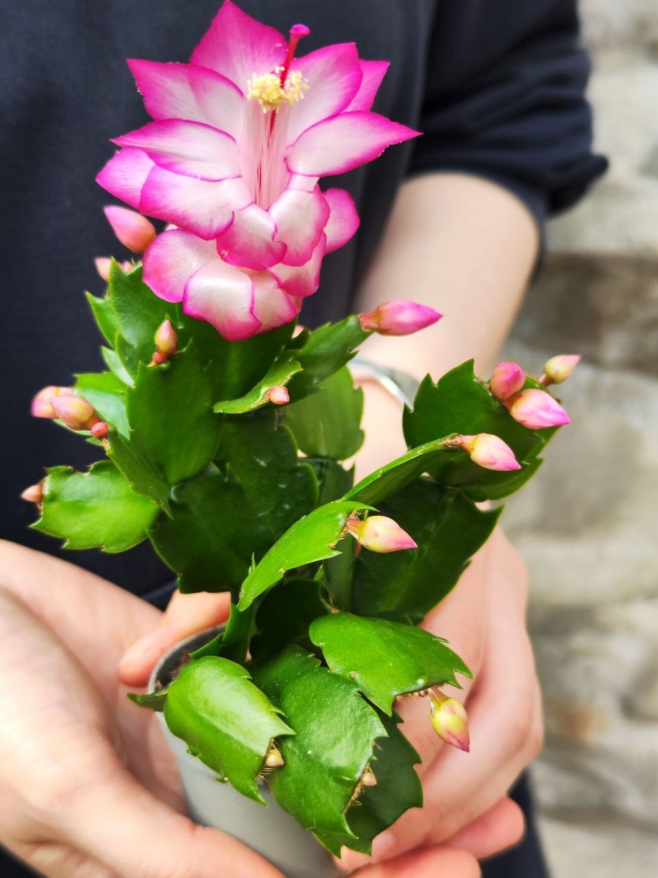 Декабрист Розовый, или Шлюмбергера (Schlumbergera Tendenza Rosa) D6см