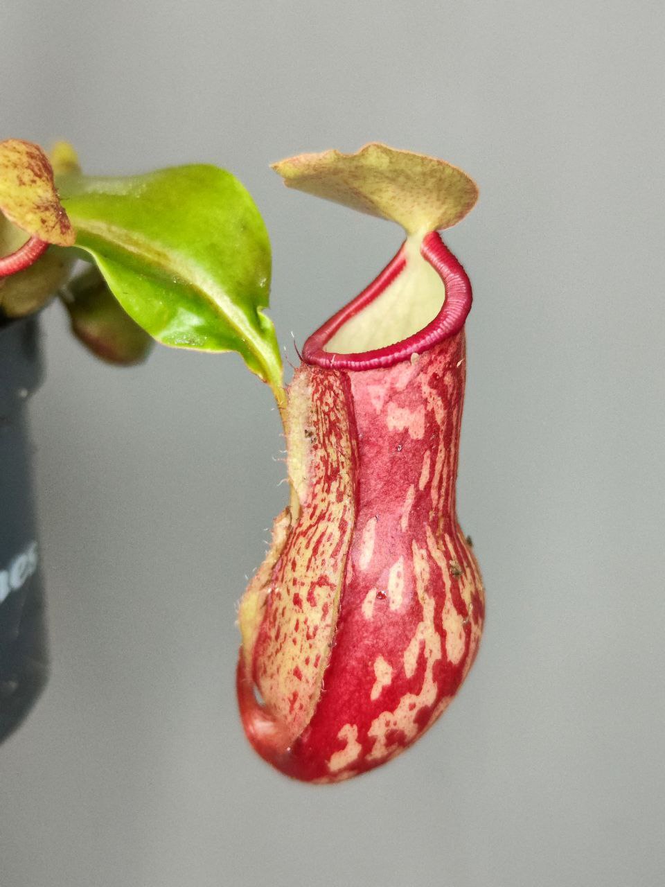 Непентес Гая (Nepenthes Gaya) D9см