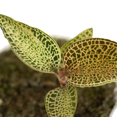 Орхидея Драгоценная Макодес Петола Топаз (Jewel Orchid Macodes Petola Topaz) D7см