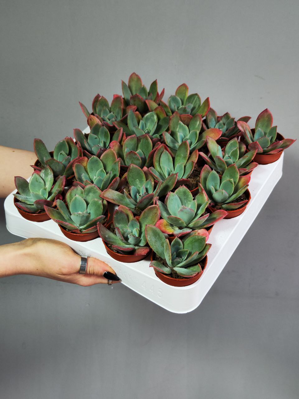 Эхеверия Луэлла (Echeveria Luella) D5см