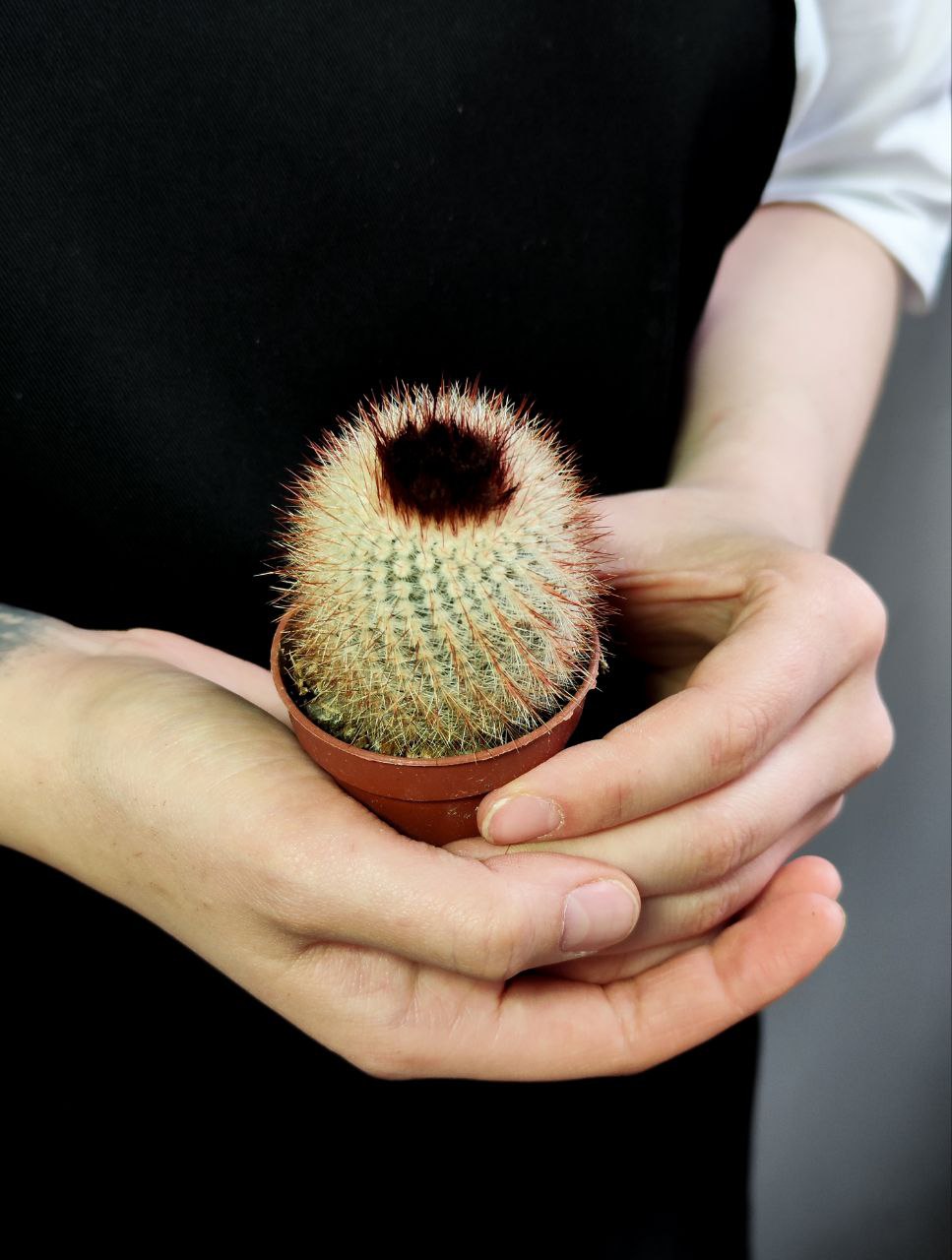 Нотокактус Метельчатый (Notocactus Scopa) D5см