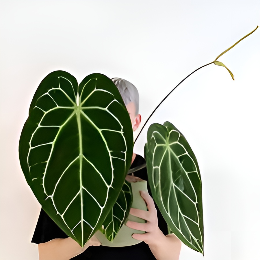 Антуриум Хрустальный, или Кристаллинум (Anthurium Crystallinum) D6см
