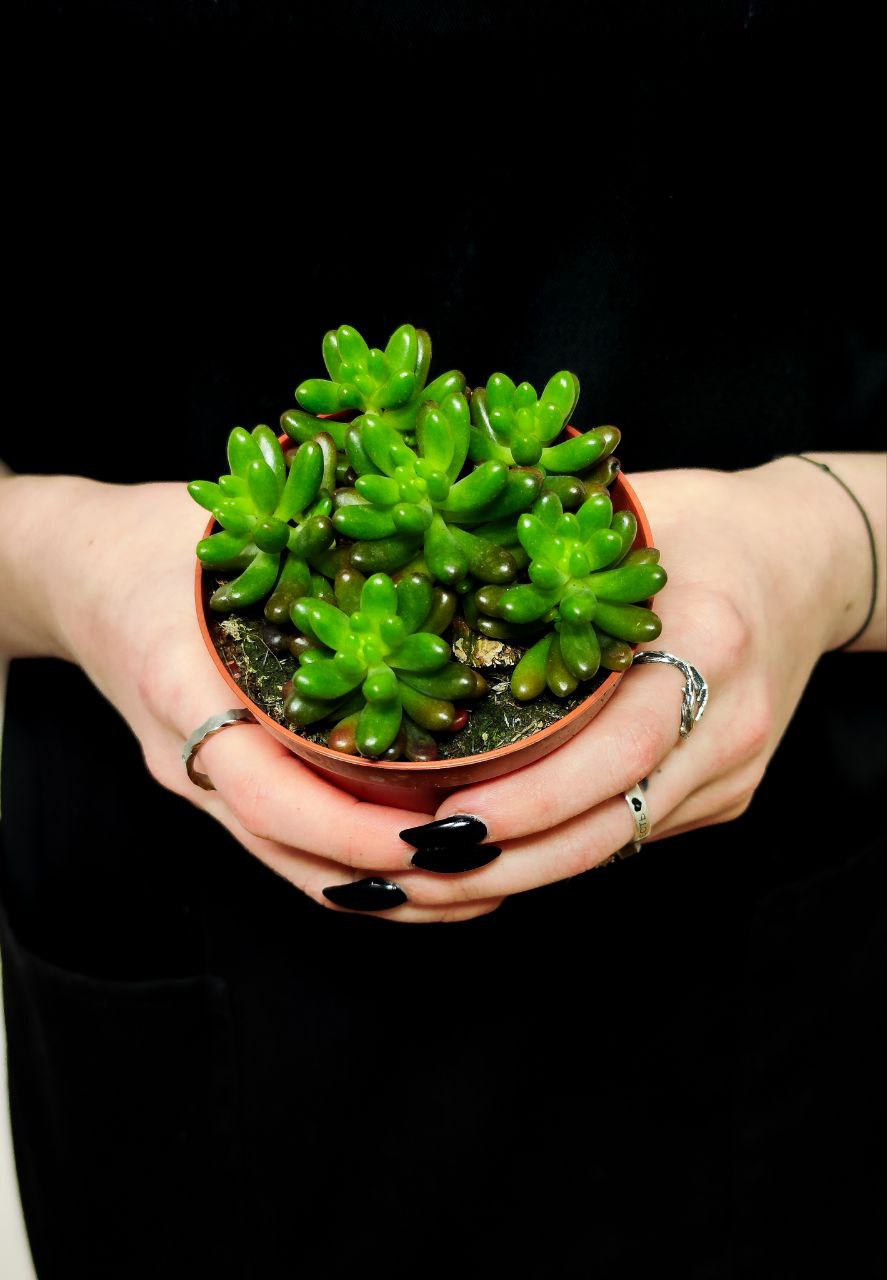 Седум Рубротинктум (Sedum Rubrotinctum) D8см