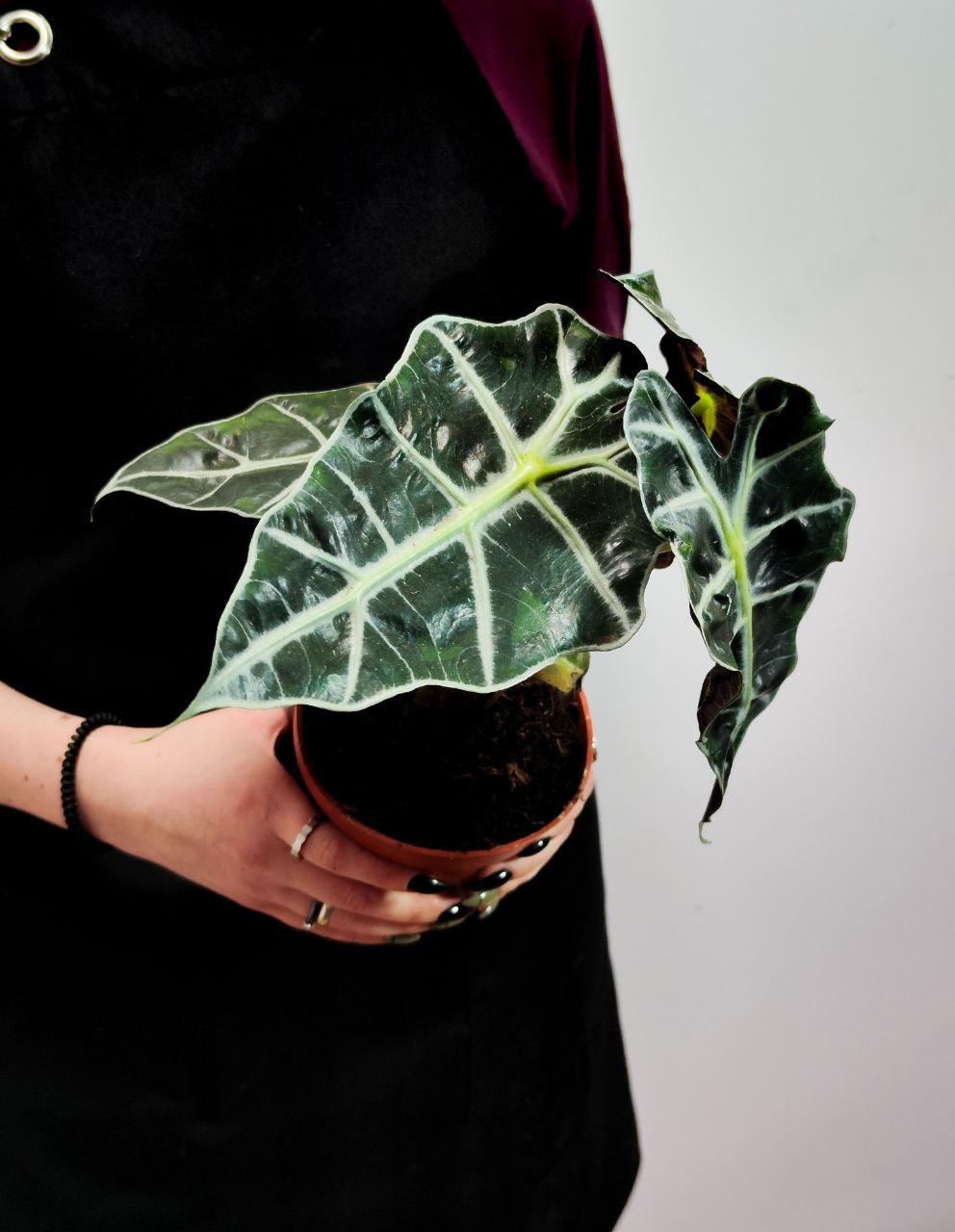 Алоказия Амазоника Полли (Alocasia Amazonica Polly) D12см