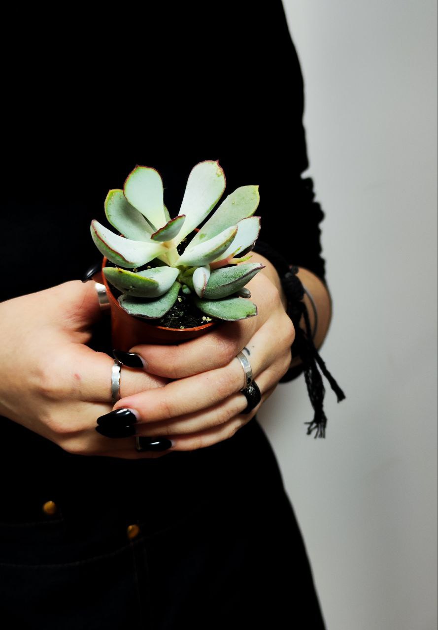 Котиледон Орбикулата Гибридный (Cotyledon Orbiculata Hybride) D5см