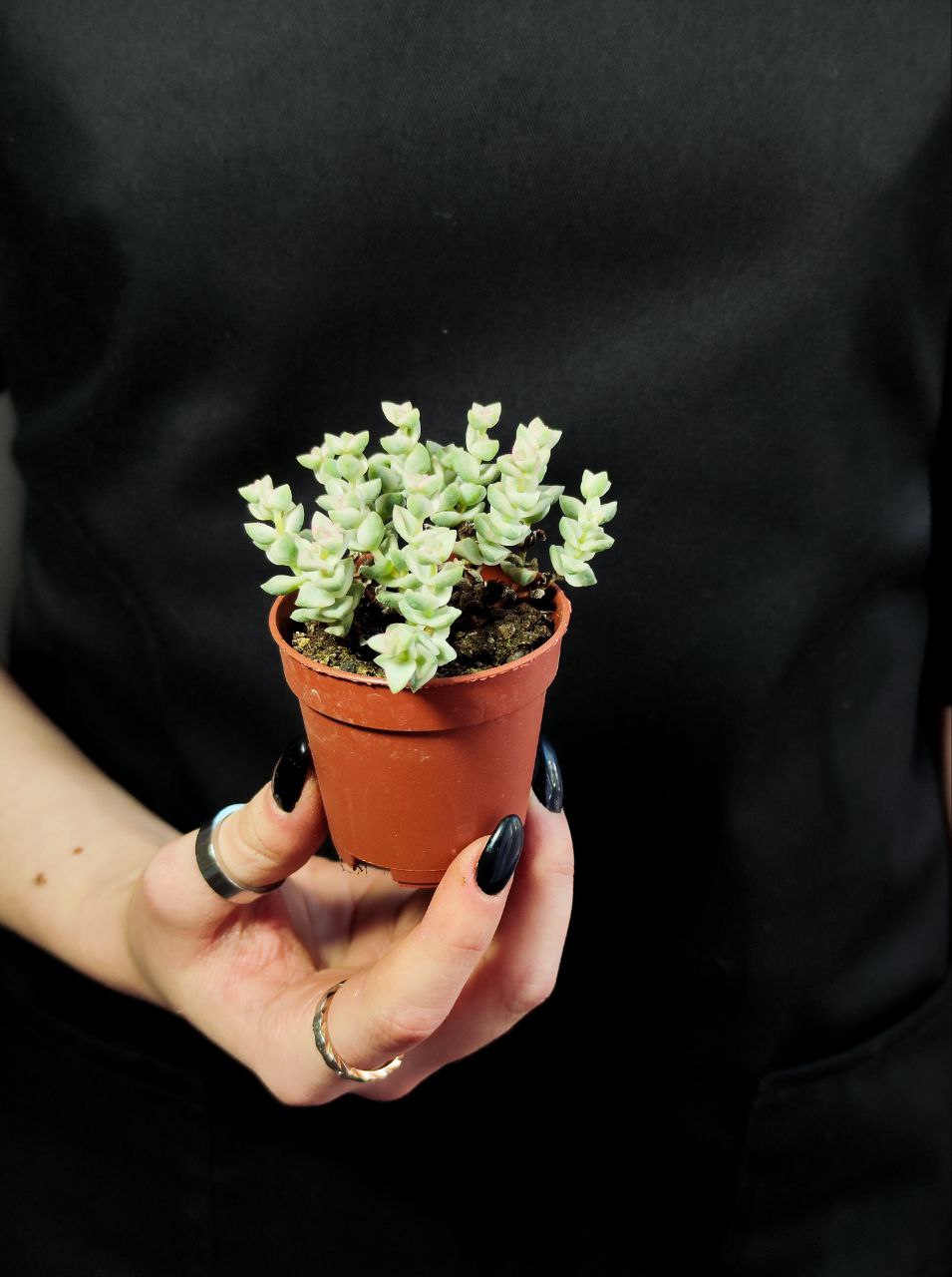 Крассула Том Тумб Вариегатный (Crassula Tom Thub Variegata) D5см