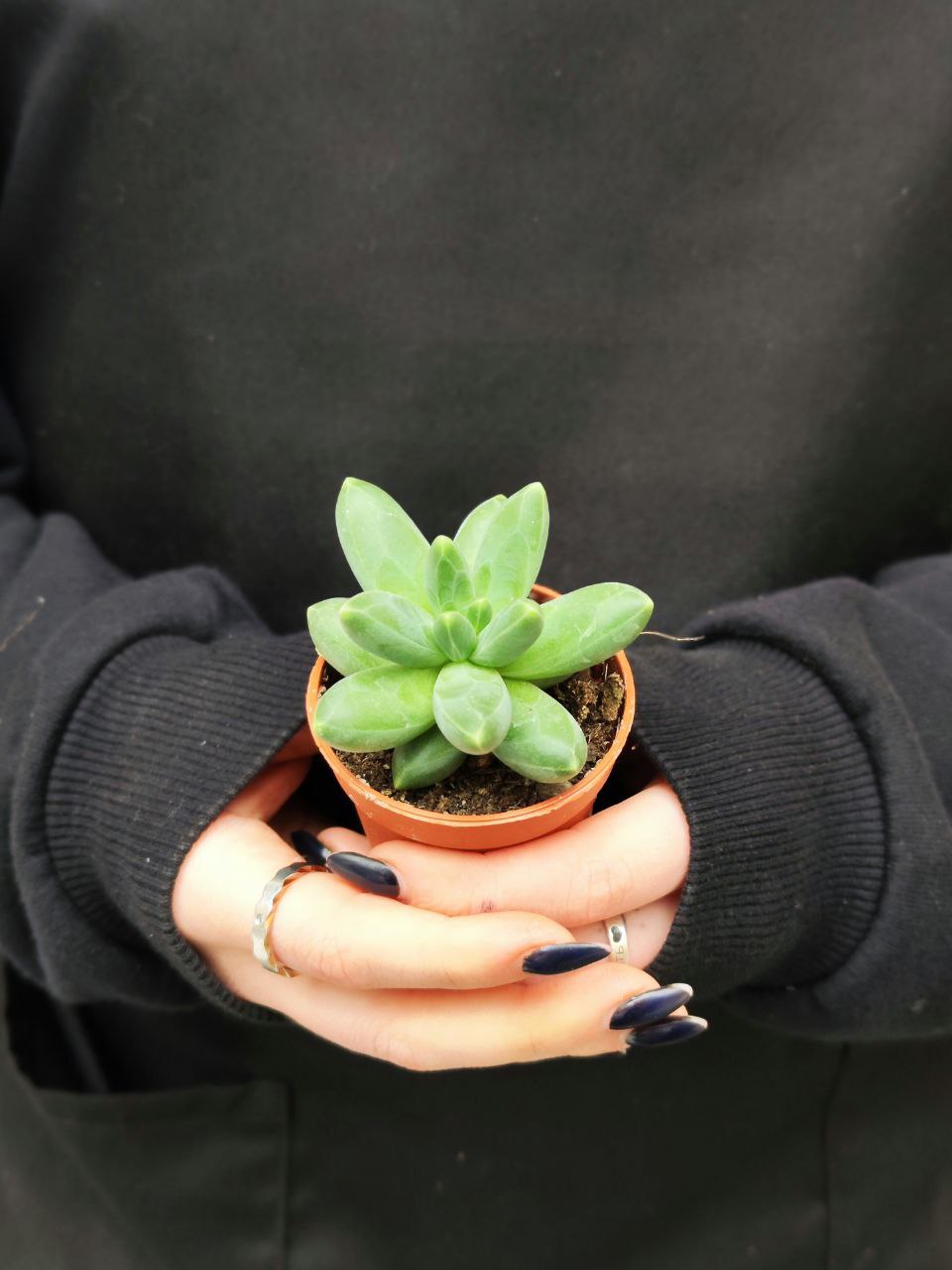 Пахифитум Фиткай Грин (Pachyphytum Fitkai Green) D5см
