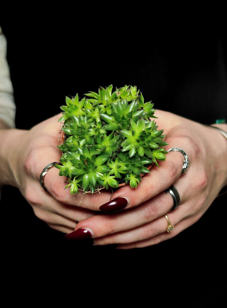 Семпервивум Грин, или Молодило Зеленое (Sempervivum Green) D5см