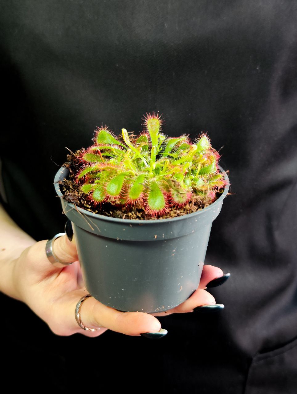 Росянка Спатулата (Drosera Spatulata) D9см