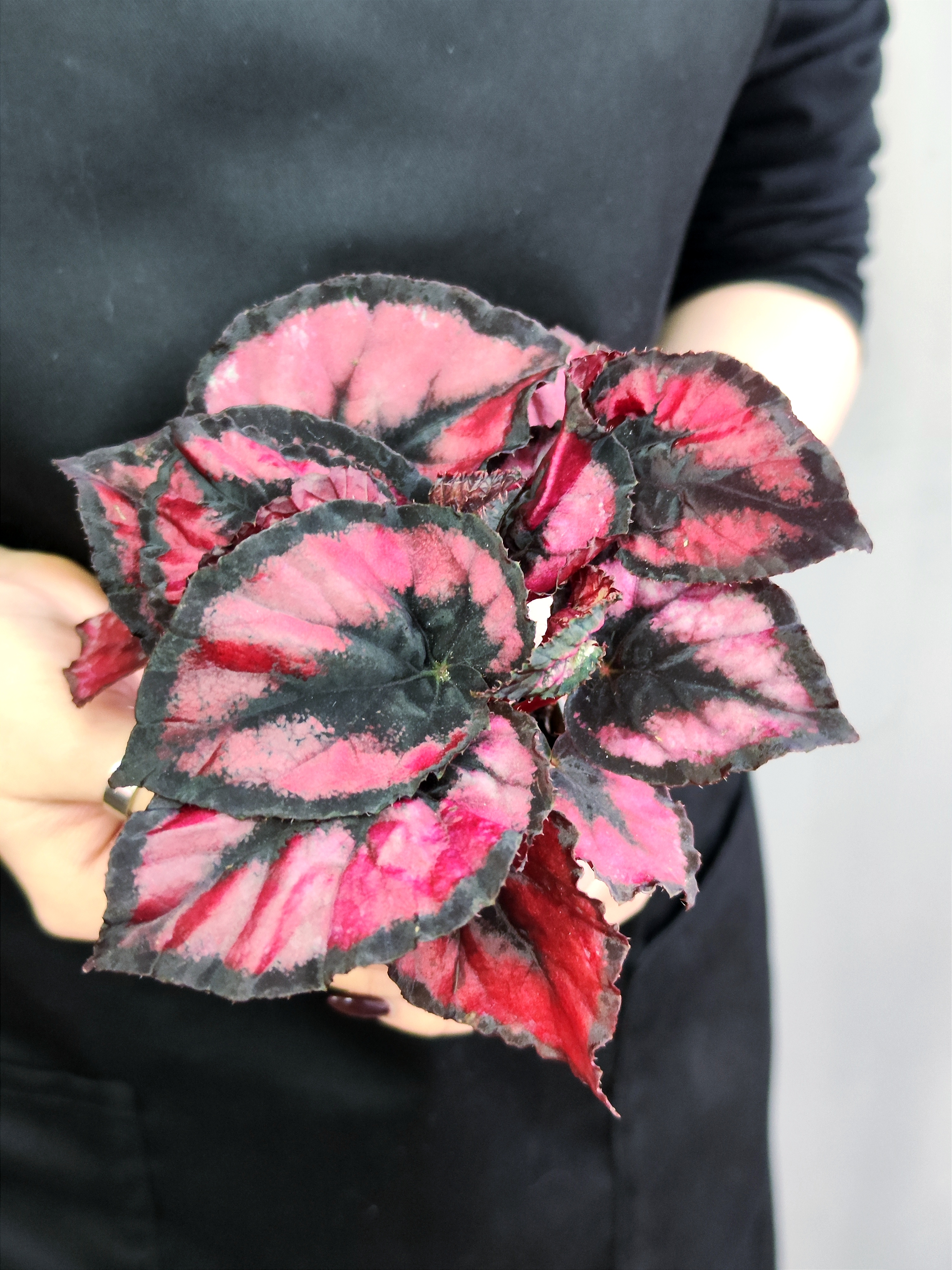 Бегония Красный Поцелуй, или Ред Кисс (Begonia Red Kiss) D6см