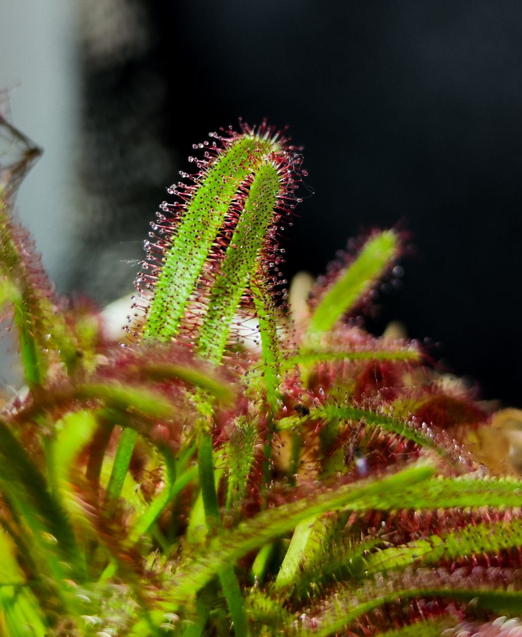 Росянка Капская (Drosera Capensis) пересаженная D12см
