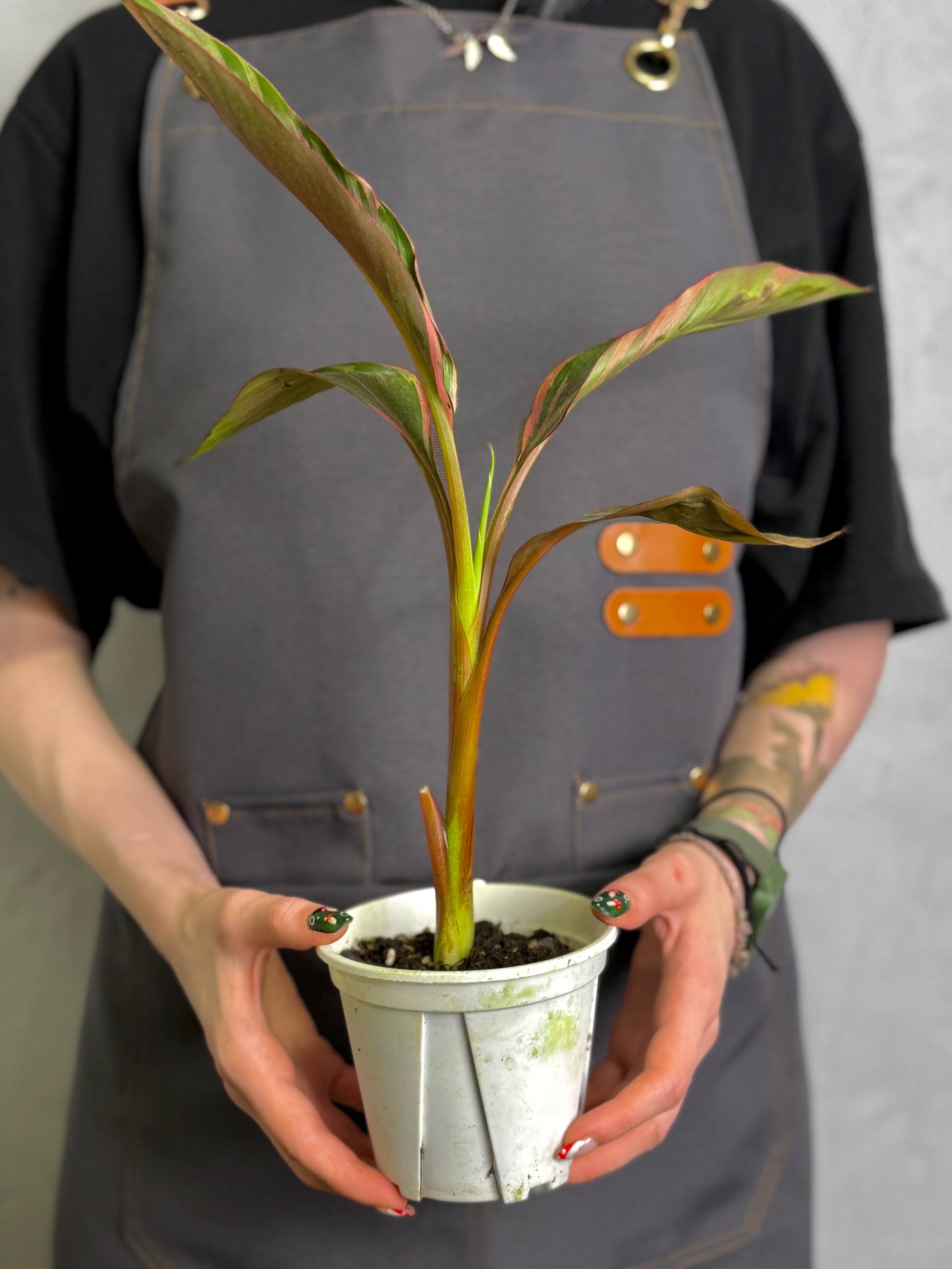 Розовый Вариегатный Банан Муса (Pink Variegated Banana Plant, Hybrid Musa) D11см