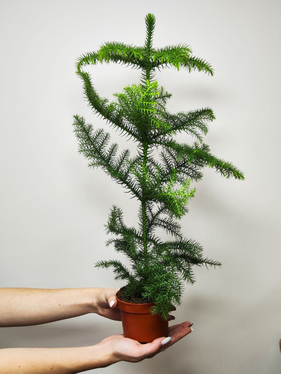 Араукария Разнолистная (Araucaria Heterophylla) D10см