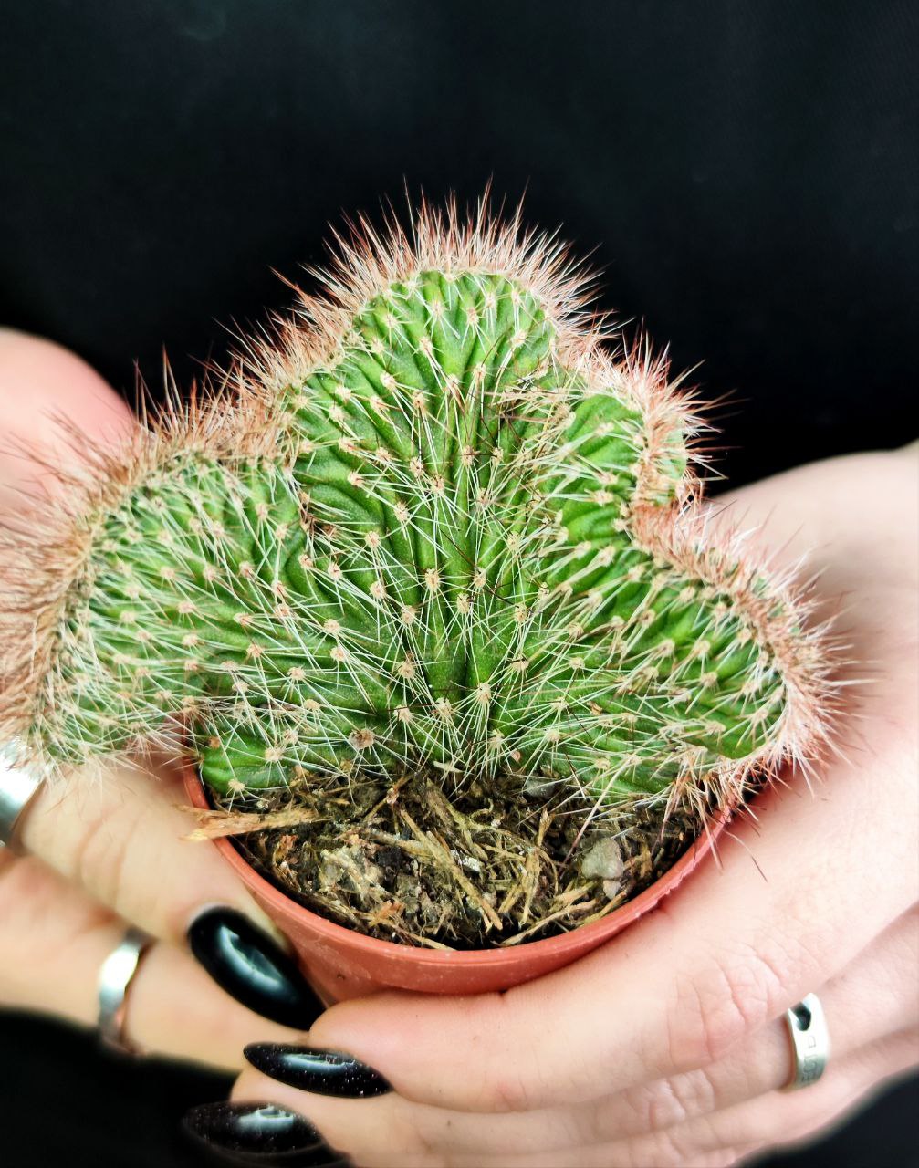 Кактус Маммиллярия Кристата Микс (Cactus Mammillaria Crestata Mix) D5см