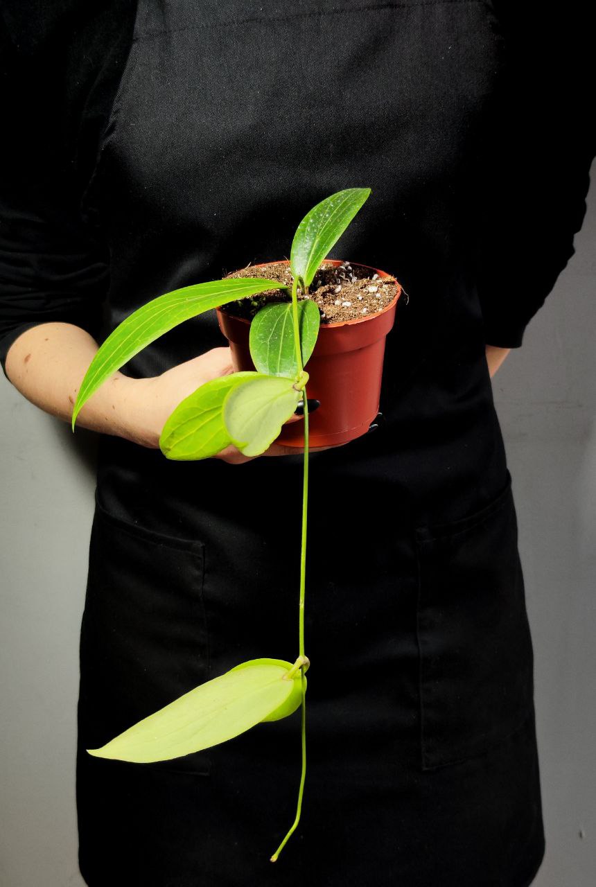 Хойя Солгимиана (Hoya Soligamiana) D10см