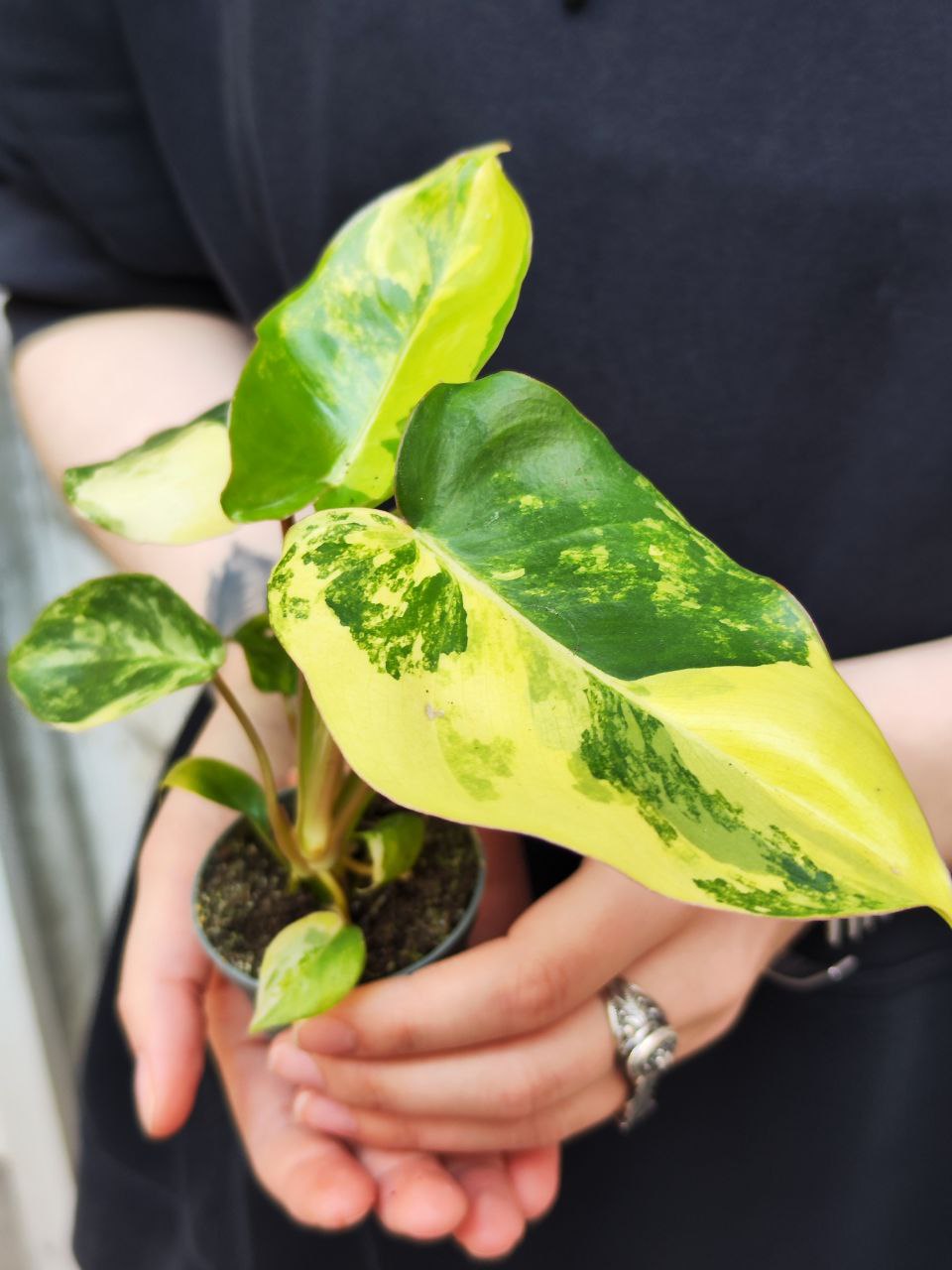 Филодендрон Бурле Маркс Вариегатный (Philodendron Burle Variegated) D6см