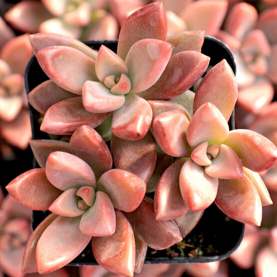 Эхеверия Бордо Хард (Echeveria Bordeaux Hard) D5см