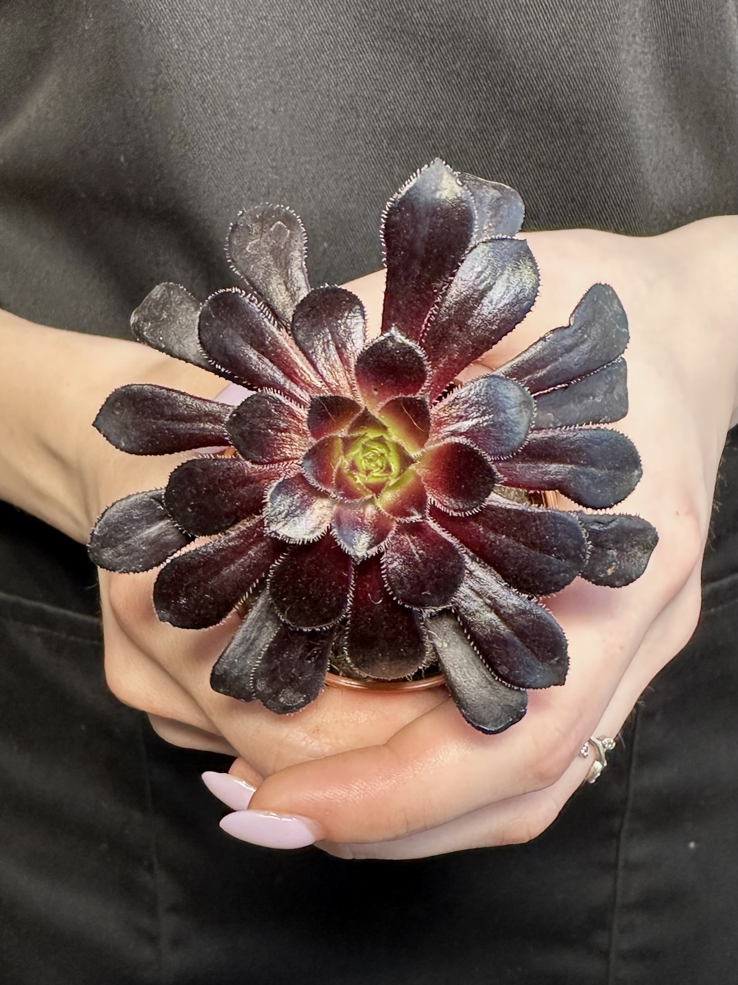 Эониум Шварцкопфа, или Черная Роза (Aeonium Schwarzkopf) D5см