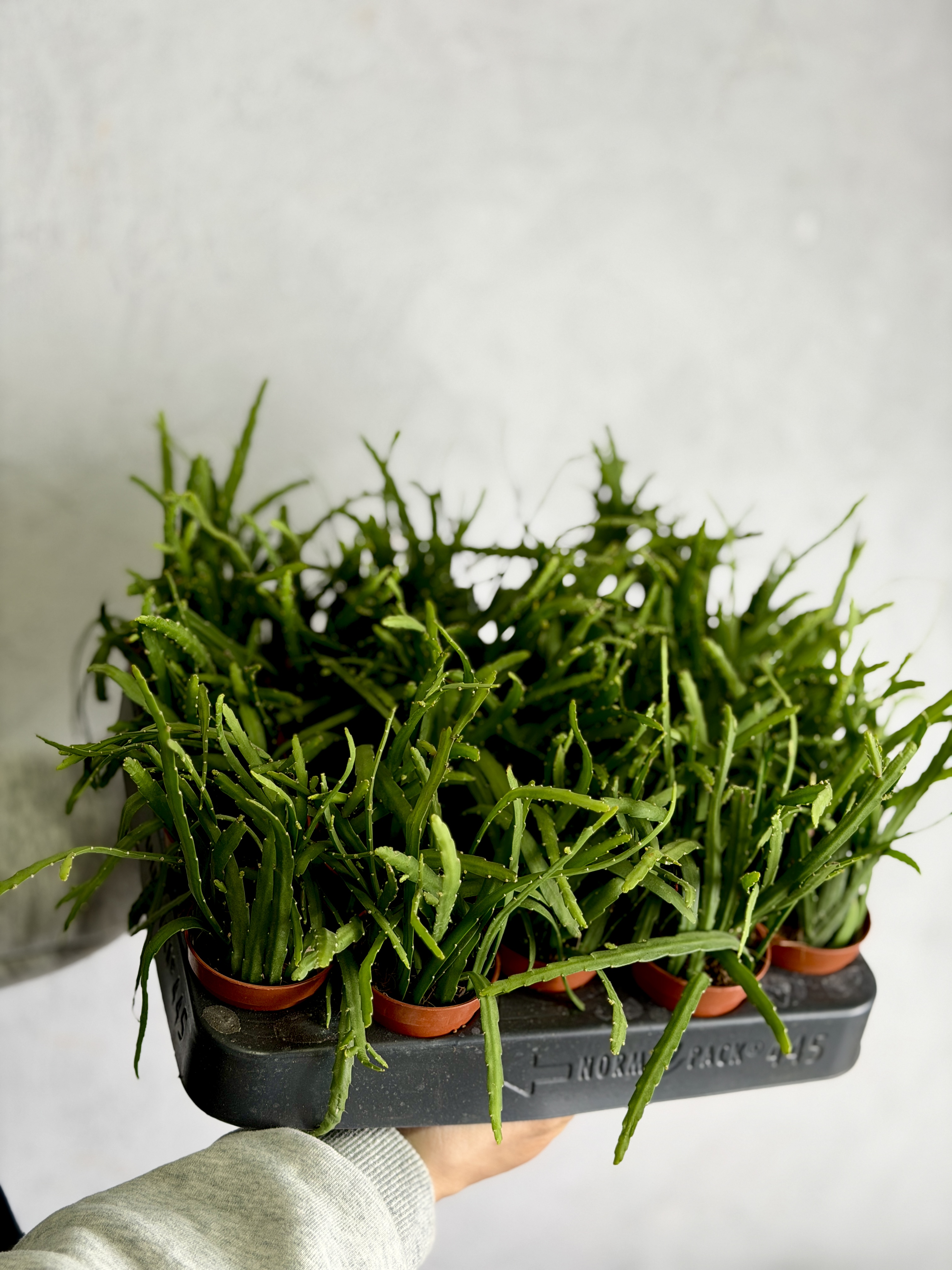 Кактус Леписмиум Боливианум (Lepismium Bolivianum) D5см