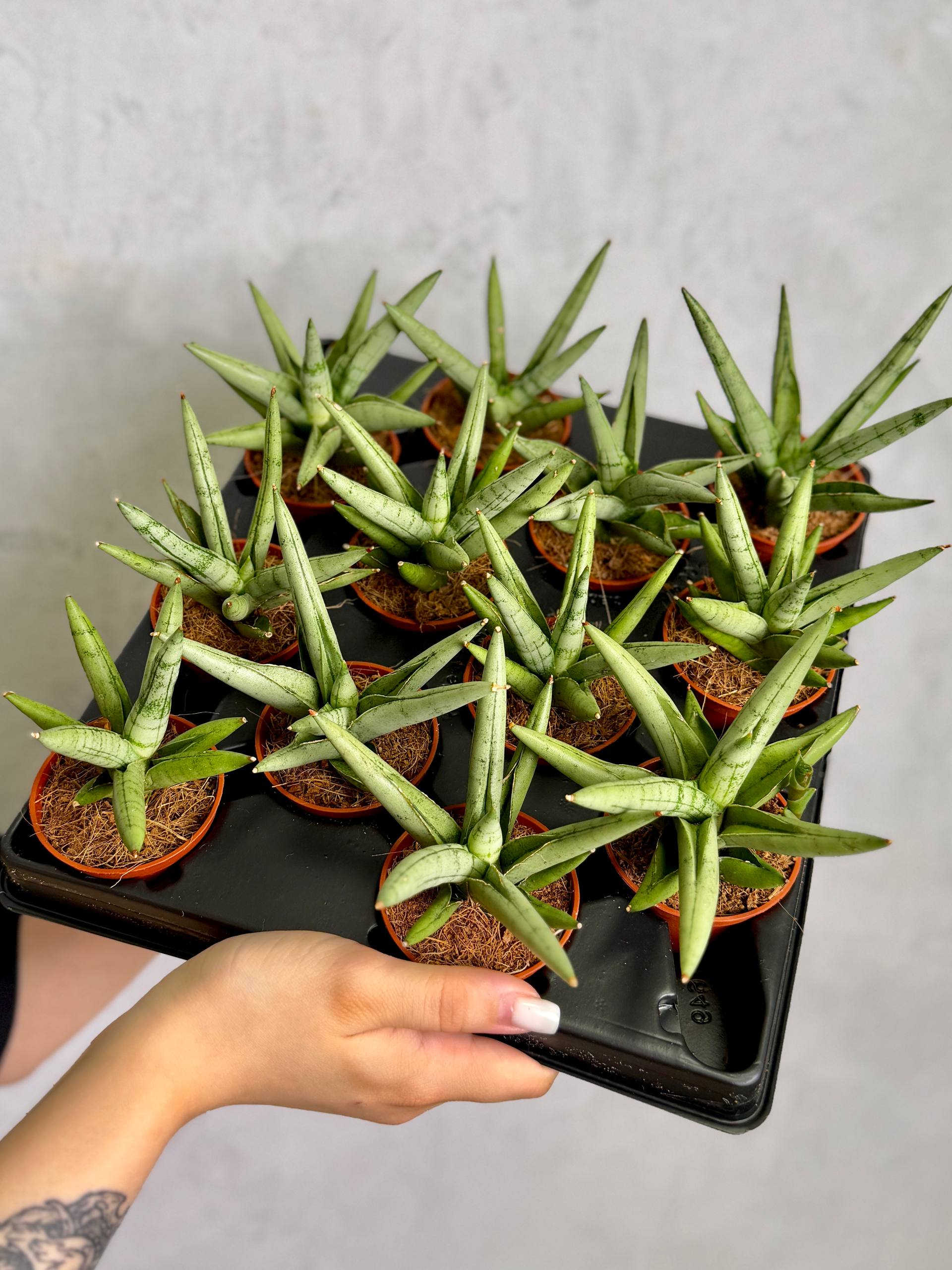 Сансевиерия Сильвер Кроун (Sansevieria Silver Crown) D6см