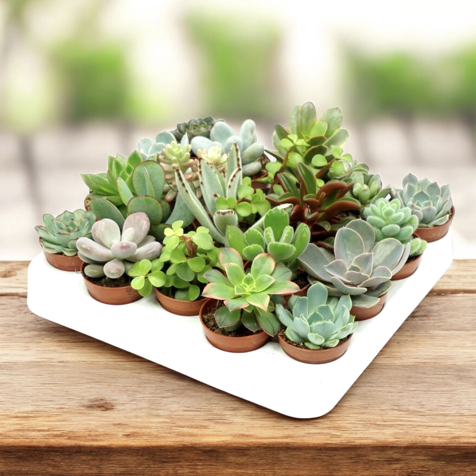 Суккулент Мини Микс (Succulent Mini Mix) D4см