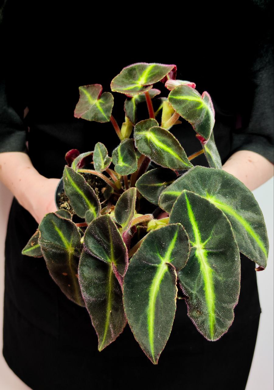 Бегония Рекс Листада (Begonia Rex Listrada) D12см