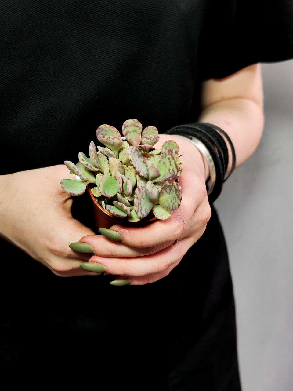 Каланхоэ Хумилис Груп (Kalanchoe Humilis Group) D5см