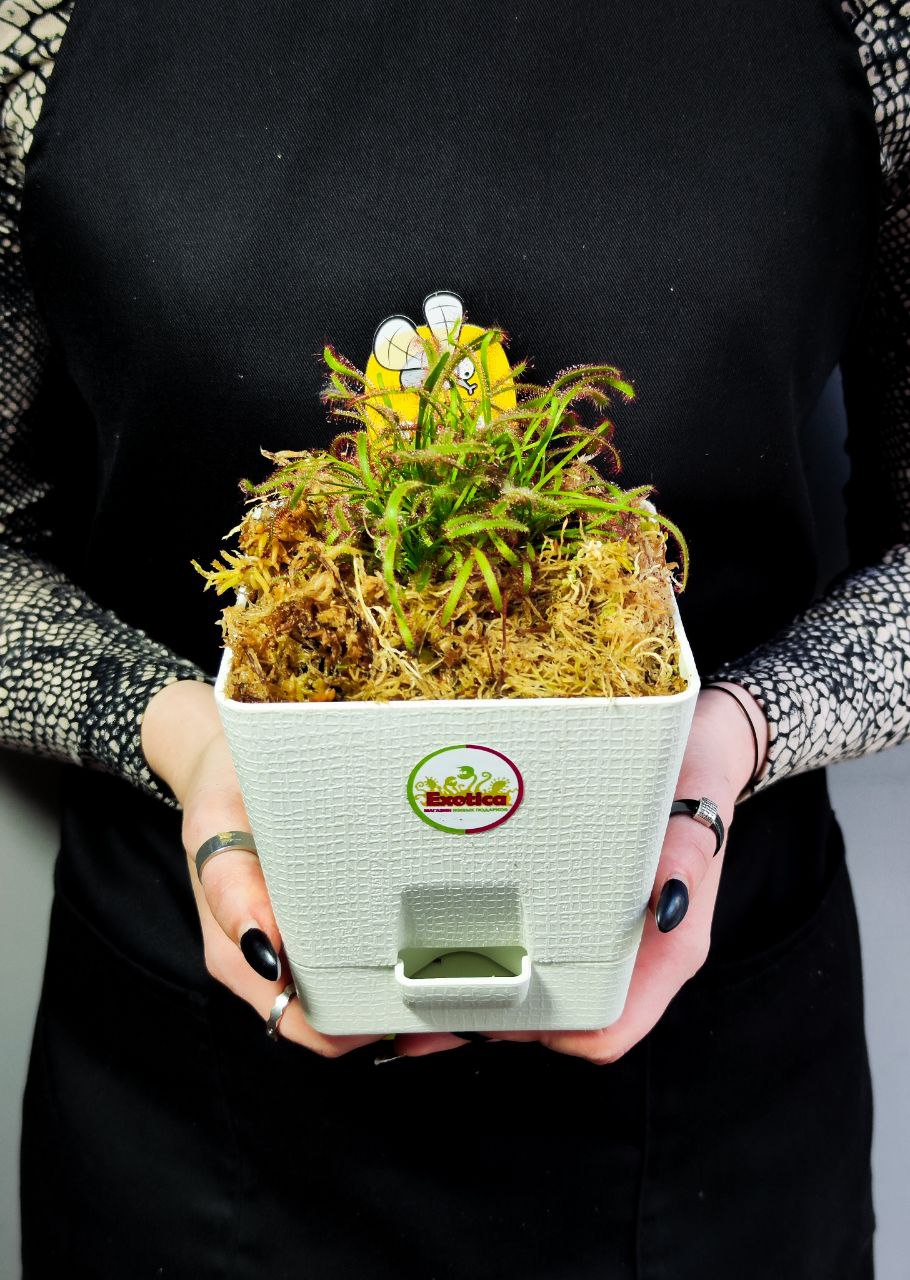 Росянка Капская (Drosera Capensis) пересаженная D12см