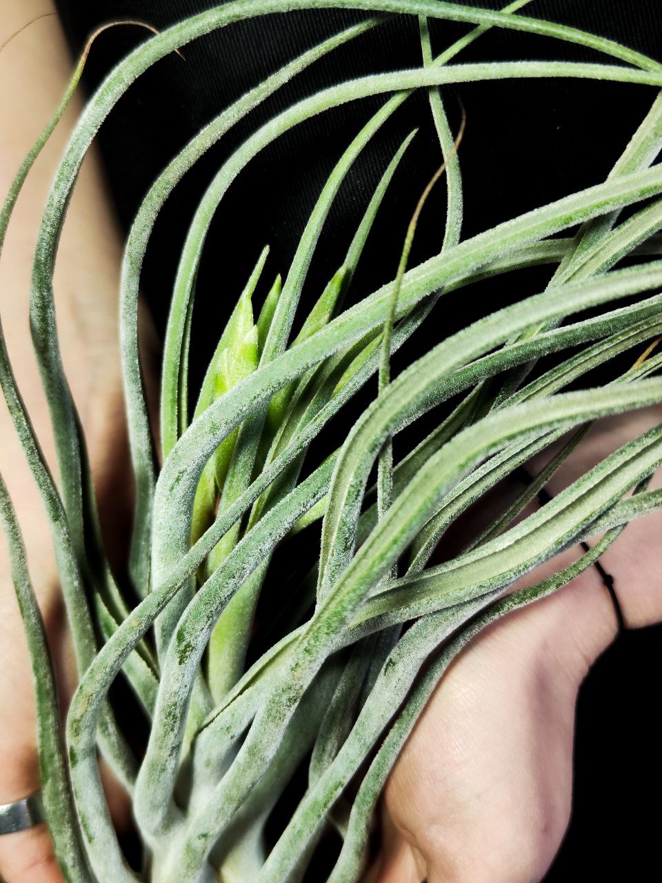 Тилландсия Элерсиана (Tillandsia Ehlersiana) XXXL