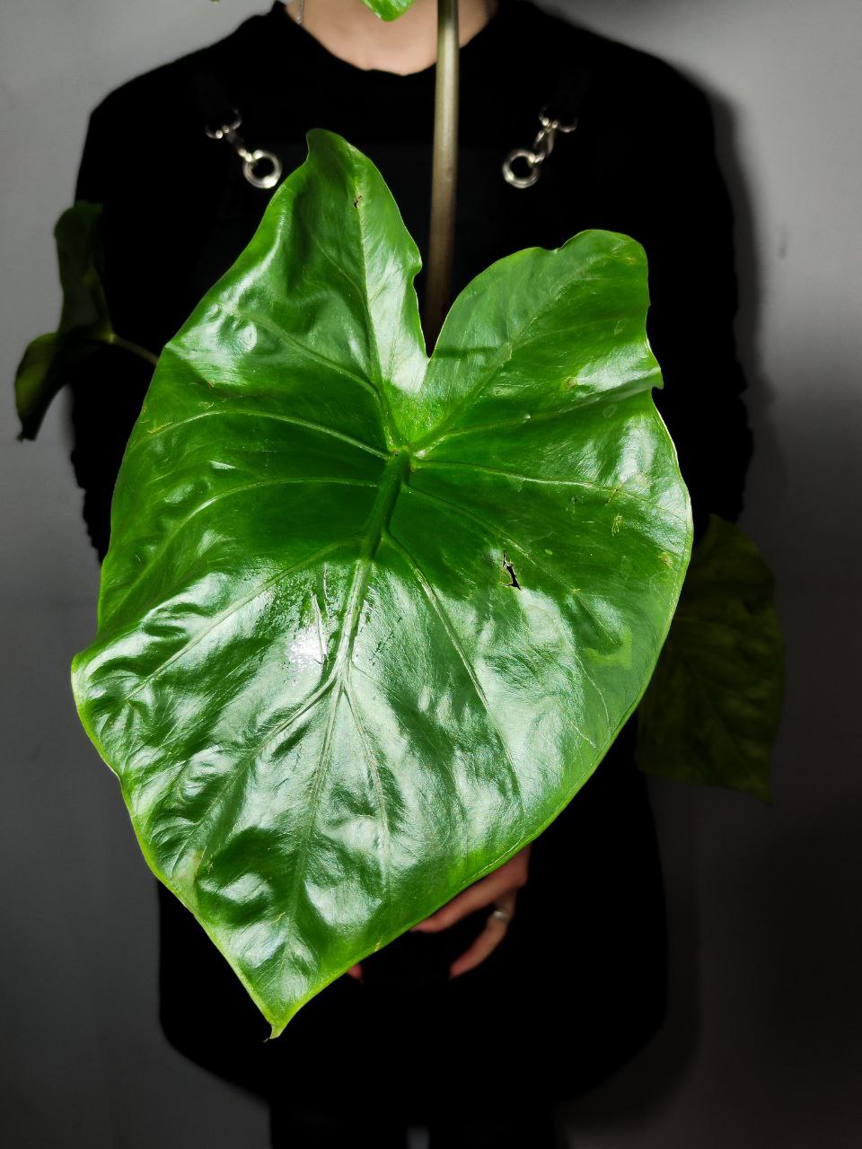 Алоказия Черная Кобра (Alocasia Black Cobra) D14см